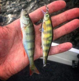 Rapala - Shadow Rap Shad Lure