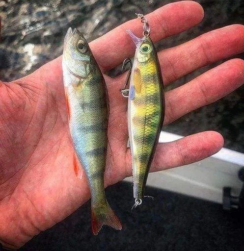 Rapala - Shadow Rap Shad Lure